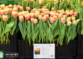 Tulipa Brisbane ® (1)